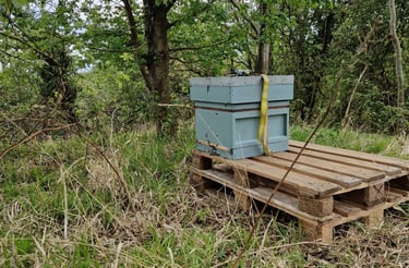 hive in the woods on pallets