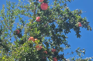 a tree with pomegranites - Granadas