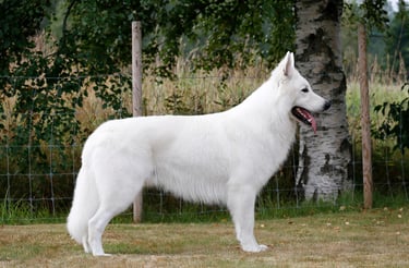 Glorious Defender Esaul Cossack Commander