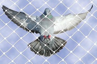 Bird Netting service in Ahmedabad