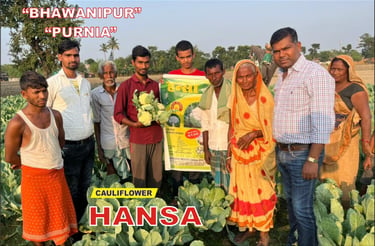 Farmers in Purnia Bhawanipur showcase Hansa cauliflower seeds and harvested crops in a rural field.