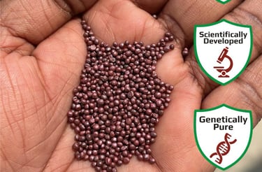 Nexgen Seeds India bold and strong vegetable seeds held in palm for assured germination.