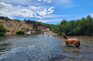 A group of horses and people in a river with trees and a hill in the background.