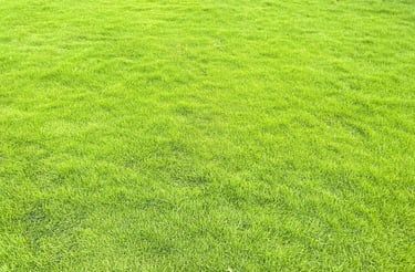 lawn grass suppliers Hyderabad