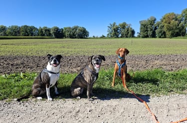 mobile Hundeschule Erding und Umgebung mobiles Hundetraining Hundebetreuung Gassi Service Social Wal