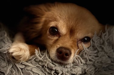 chihuahua couché sur une couverture