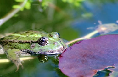 univers enchanté de la faune et flore de l’étang de la Linette
