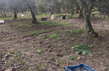 a crate of grapes in a field with a crate of grapes