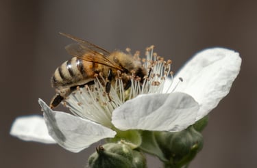 A honey bee collecting nectar and pollen from a white blackberry flower in bloom.
