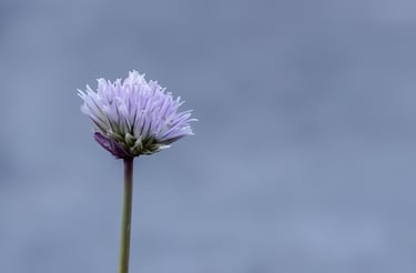 A single purple chive blossom on a green stem against a soft blue background.