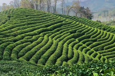 Xinyang tea garden in Henan China