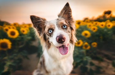 Border collie egy napraforgómezőn