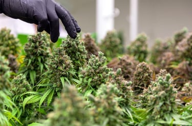 Cannabis Cultivation