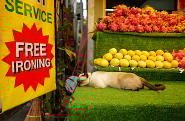 Cat napping beside a “Free Ironing” sign and a display of tropical fruits, By ACAT Photos.