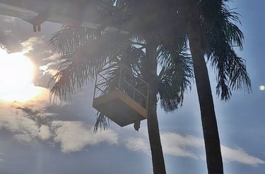 Procurando poda de árvores
