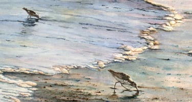 shore birds at low tide
