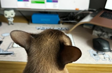 a burmese chocolate cat working in front of a monitor