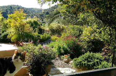jardin du sud verdoyant