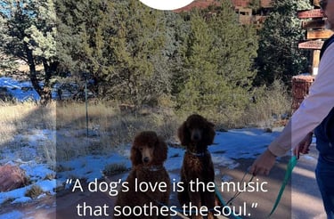 red poodles in Sedona, AZ