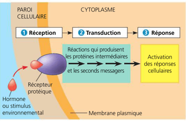 Mécanisme de réponse des plantes aux stimuli