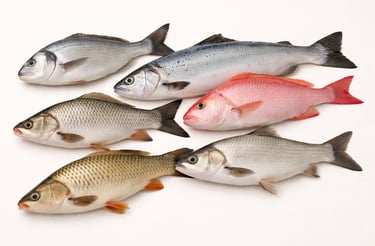Frozen fish assortment display featuring whole fish varieties for halal seafood export