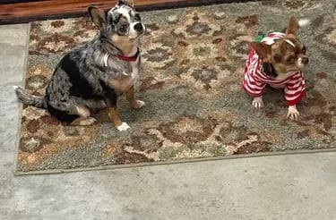 Nyx and Buddy—AKC Louisiana Chihuahuas, dam and stud, sitting on rug in holiday PJs