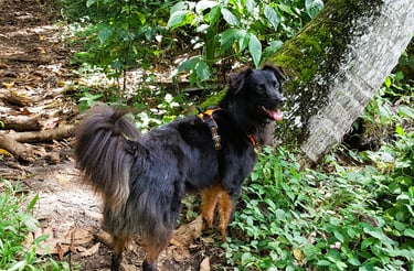 éducateur canin méthodes positives Guadeloupe