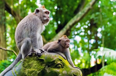 Monkey Forest