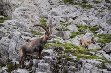 Coppia di stambecchi maschio e femmina in ambiente roccioso