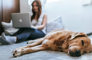 a dog laying on a bed with a woman sitting behind of her with a laptop