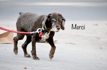 Dog Boarding, Dog Boarding near me, Pet Boarding, Pet Boarding near me, Dog Care, Happy Pettings