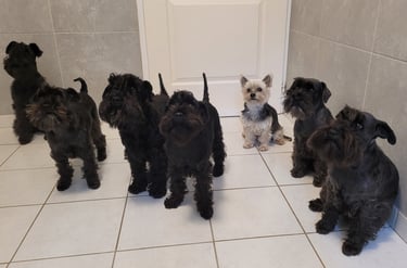 Schnauzers miniatures très patients
