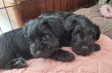 Bébés Schnauzer sur des coussins