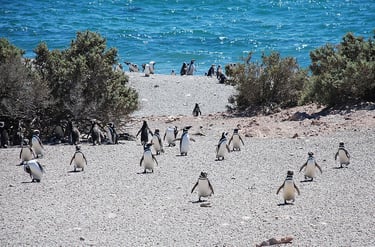 pingüinos en punta tombo