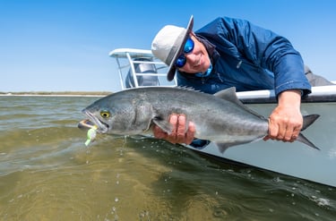 Bluefish on the fly