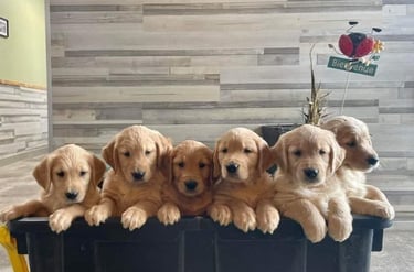 Plusieurs chiots golden retriever réunis dans un bac, regardant vers l'objectif avec des expressions