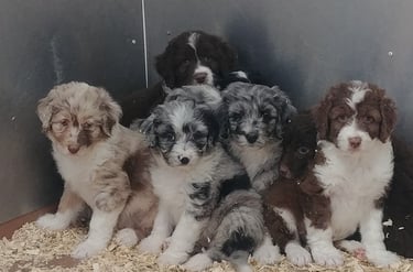 Groupe de chiots multicolores blottis les uns contre les autres, avec des pelages variés comprenant 
