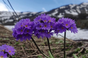 Cluster of purple wildflowers blooming near snowy mountains under a blue sky