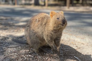 quokka en Rottnest Island