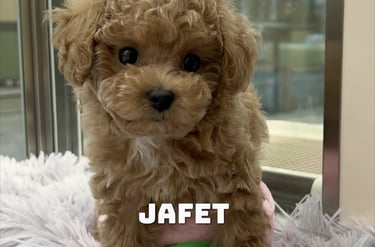 Un cachorro adoptado y juguetón disfruta del sol en un refugio de animales español.