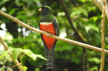 Male Collared Trogon with vivid red belly and green back perched in Chiapas rainforest