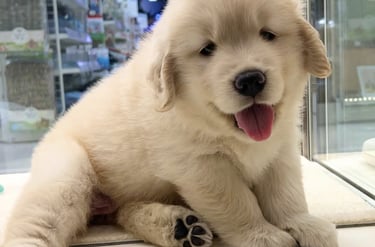 Cachorro feliz adoptable en España.