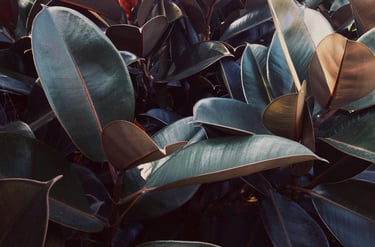 Ficus Abidjan