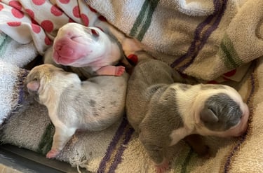 French Bulldog Puppies for sale