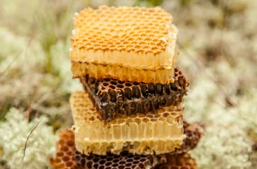 Skirtingos vaško spalvos. Korio gabaliukai. Bičių vaško įvairovė