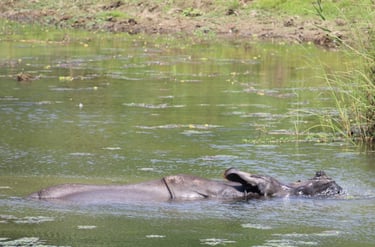 rhino swimming in Bardiya