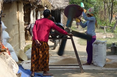 sorting rice with a fan in Thakurdwara