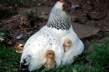 Henne mit Küken – Bild für Führung, Wandel und Teamverantwortung