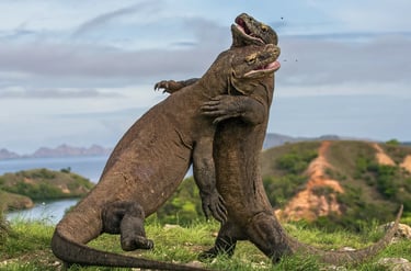one day tour komodo