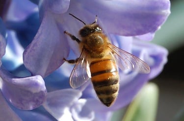 Abeille